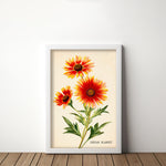 Indian Blanket Wildflower French Market Seed Packet Art Print - Tejas Country Club