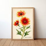 Indian Blanket Wildflower French Market Seed Packet Art Print - Tejas Country Club