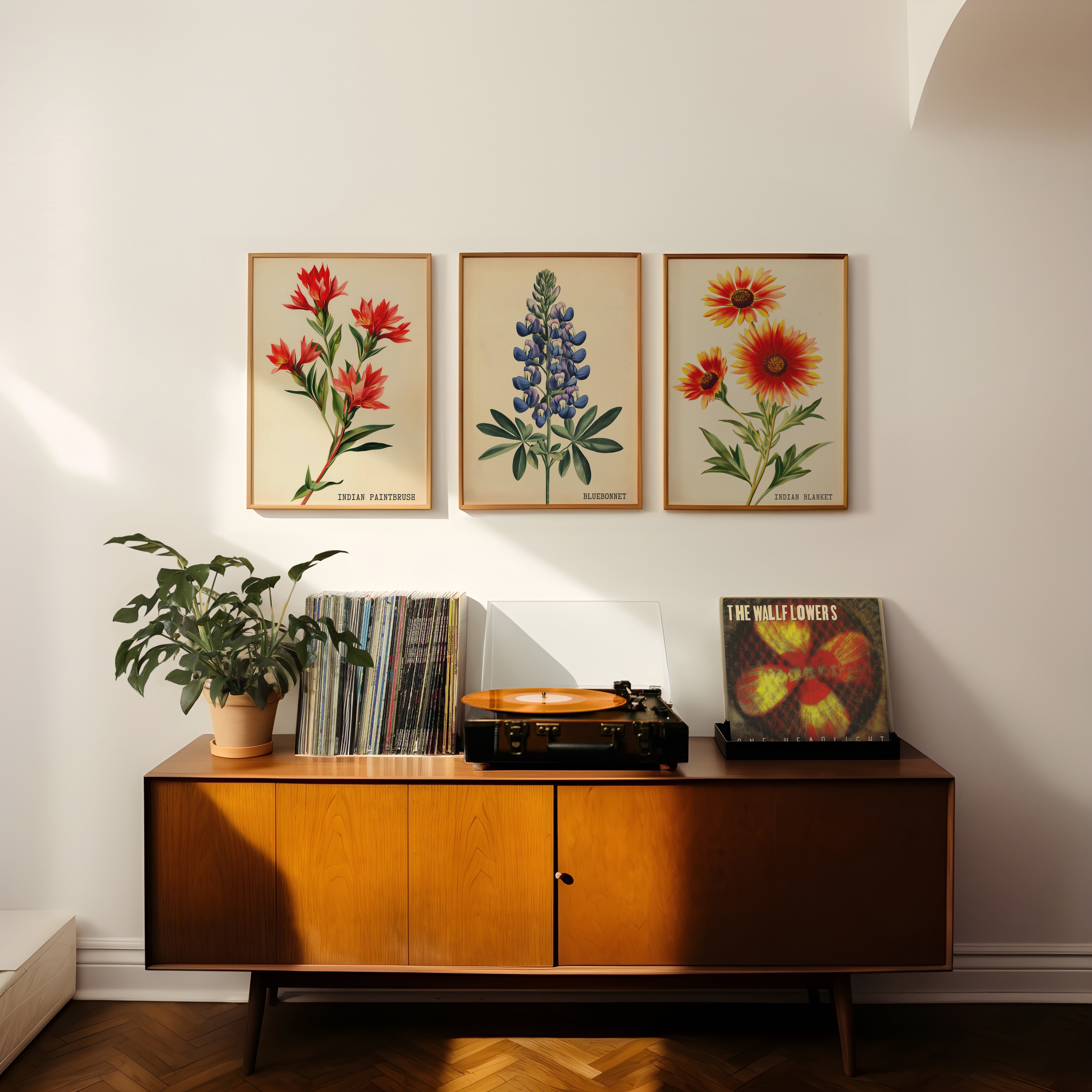 Indian Blanket Wildflower French Market Seed Packet Art Print - Tejas Country Club