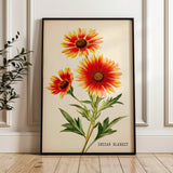 Indian Blanket Wildflower French Market Seed Packet Art Print - Tejas Country Club
