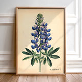 Texas Bluebonnet French Flower Market Seed Pack Art Print - Tejas Country Club